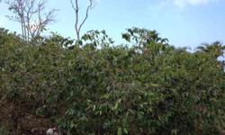 Rarely available one acre lot on Hokukano Road with coffee trees. Nice elevation. Great potential. Easy to see.
Listing originally posted at http
