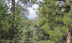 Priced at only $19,000, this parcel has a good deal to offer. Quiet, pristine location in the remarkable pines and aspens of Southern Utah. Zion View Estates is seasonal access and is quiet and beautiful. Take a look today!
Listing originally posted at