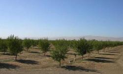 This land has superior almond orchard, trees almost 3 yrs old, self pollinating independent variety, land improved with micro sprinklers, fertilizer inj. pump, also 24 persimmon trees. There is close freeway access.Listing originally posted at http