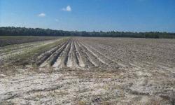 The property is a high-value, high-production vegetable farm. Crops grown include cabbage, broccoli and fieldcorn. It also has a 50 +/- acre conservation easement on the southeast corner. In addition to its agriculturaluses, this property has the
