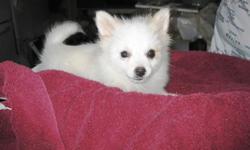Pomeranian Puppies now For more info please give us atext only at (850) 898-2539