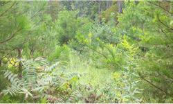 2.55 Acre +/- residential building lot for sale in Black Knob Falls subdivision, Ranger GA 30734. Omly $20,000!Listing originally posted at http