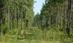 This 143 acre tract is located on Kirkland Street in Batesburg, SC; just 10 minutes from I-20, the acreage is very convenient to Columbia, Augusta, and Aiken. The land features a wooded landscape of 27-36 year old planted loblolly with an excellent road