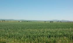 Grangeville is in the heart of Idaho County and serves as the county seat. Farming and agriculture have been a staple industry in this community for over a century. In fact, many visitors fall in love with the scenery of the colorful patches of the wheat