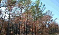 1.845 wooded acres, corner lot on McAllister and Tall Forest at the front of Pine Forest, some of the towering pines survived the Bastrop fire, just off of Hwy 71, the green will return in time to this beautiful lot, there is still some green in the tops