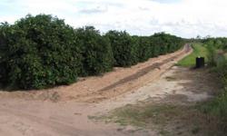 8/18/2012 Attention citrus growers and investors! Now is a great time to invest in this 30.53 acreage of well-maintained Grapefruit Orchards, producing Rio Red. This property is located East of Rio Hondo with a good Caliche access road. The property has