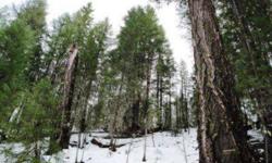 2.59 acre parcel with lots of trees just off the paved road in the Trinity Pines Subdivision. Owner will carry so contact us today for details!Listing originally posted at http