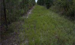 Known as the Browning Tract on Cohen Bluff Road S.C. in Allendale County S.C. 112.6 ac about 8 miles south of Allendale S.C.Timber is about 60 ac. of standing timber and 52 ac planted.There are 6 paper mills within 100 miles.Charlie Byers