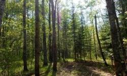 Great location to build your new home on 6 plus acres with 160 acres of Common Sanctuary land out your back door. Also, enjoy the common Beach & Dock area. Opportunity to own a nicely wooded acreage on a paved road, close to town for 40% less than the