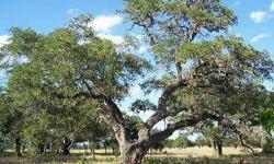 Beautiful acreage with great oaks & almost cleared of cedar.Many level building sites.** On Cul-de-sac & backs to rural setting with windmill and old barn. 1 horse per acre & city water so no well to worry about. Septic is needed. Vaaler Creek Golf Club
