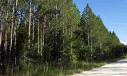 A wooded, corner tract near Bell in West Gilchrist Co. and centrally-located (right by paved CR-341, and within a short drive to public boat-ramp areas along the Suwannee River). Plenty of potential amongst the country pines here, for your future built-