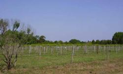 BEAUTIFUL 5 ACRES, WITH OLD MUSCADINE GRAPE VINEYARD. LOCATED NEAR HENSCRATCH WINERY OFF SOUTH END OF PAYNE RD. BUY 5 AG ACRES FRONTING ON PANTHER PL. SOME ACREAGE AG TAX REDUCED BY VINEYARD. FRONTAGE ON A VERY LARGE POND. POND FRONTAGE FT.TO BE