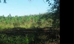 20 ACRES- Greenbelt status means low taxes! Planted pine trees, approx. 4 yrs. old. High & Dry property is located in northern Gilchrist County, near Suwannee and Santa Fe rivers for fishing, boating & swimming. Also,close to diving in nearby freshwater