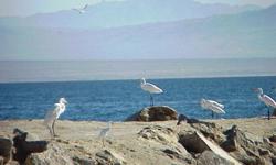 Bare land with all utilities water, electricity and sewer on the street. .27 acre all level, easy to build. Blocks to Salton Sea. Bring your sail or motor craft.