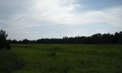 Partial open and natural pine regeneration on 32 acres in Lex. CountyBuild your home, farm , agriculture potential.725' paved frontage dirt road frontage as well